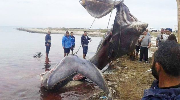 البحر يلفظ قرشا نادرة بجزيرة جربة