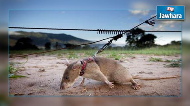  تجارب علمية على فئران قد تمكن من علاج العقم