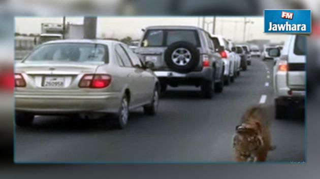 نمر يتجوّل في شوارع الدوحة