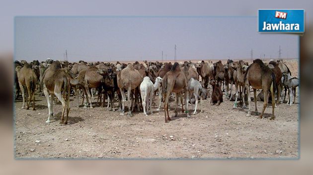 بنقردان : مشاريع فلاحية تدخل حيز التنفيذ قريبا.. ومنح لمربي الإبل