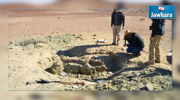 هكذا تحول هيكل تمساح اكتشف في تطاوين من قطعة أثرية قيمة إلى أجزاء