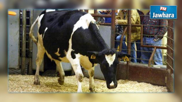 اكتشاف حالة اصابة بجنون البقر في فرنسا
