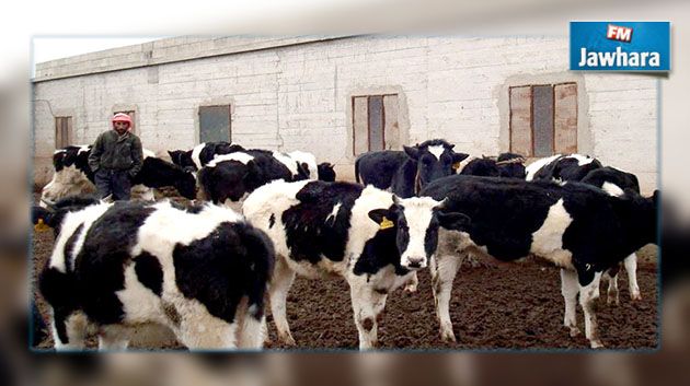 مشروع لتربية الأبقار لمستثمر جزائري بقيمة 500 مليون دينار 