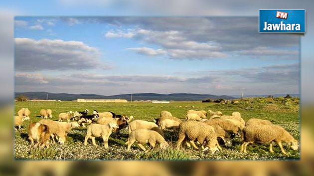 ديوان تربية الماشية : أغلب القطعان مصابة بمرض السل