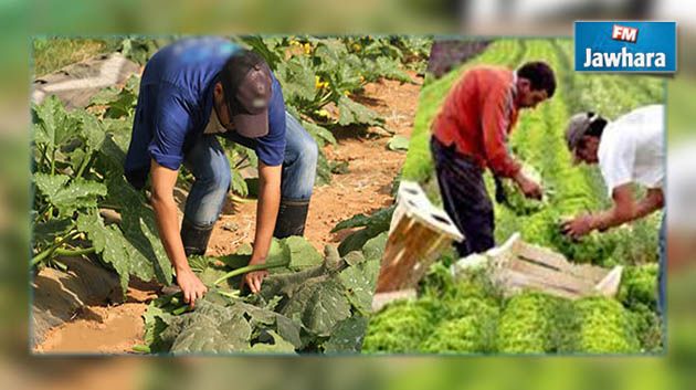 بسبب الرياح القوية : خسائر القطاع الفلاحي في المهدية ناهزت المليار