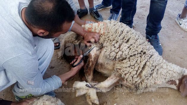الدورة الثانية لمهرجان الجز بمساكن