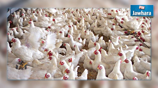 نابل : حريق يأتي على مدجنة دجاج