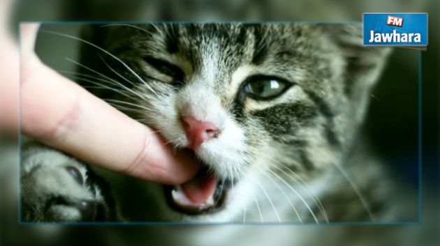 بنزرت : إصابة 5 أطفال هاجمهم قط مصاب بداء الكلب