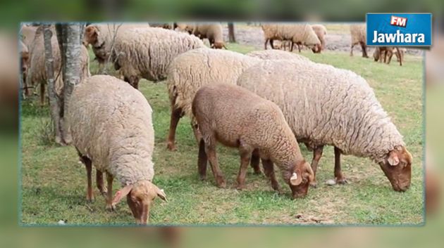 نابل : المندوبية الجهوية للفلاحة تنفي إصابة 50 خروفا بالطاعون