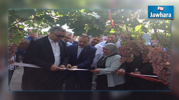 تراجع انتاج العنب بسبب نقص كميات الأمطار