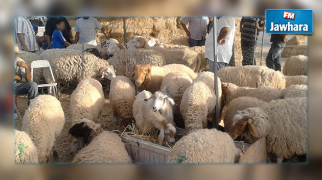 ديوان الافتاء يوضح بخصوص فتوى تجيز الامتناع عن شراء الأضحية