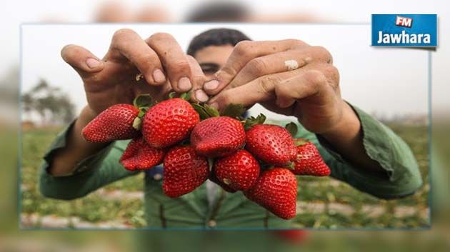 سحب الفراولة المصرية من السوق الأميركية