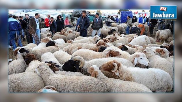 مسؤول من وزارة الفلاحة : 3 نقاط لبيع الأضاحي بالساحل