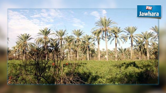 وزارة أملاك الدولة تسترجع ضيعة تم الاستلاء عليها بقبلي