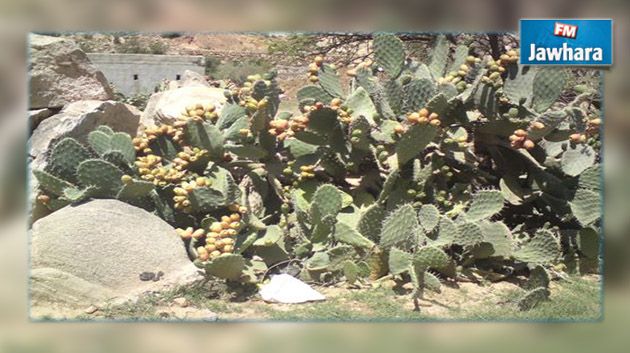 القصرين : حجز مواد غذائية مخفية بين زراعات