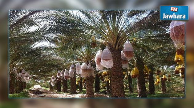 إجراء بتة