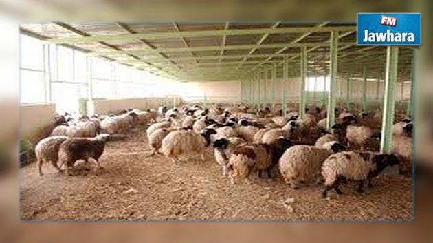 استخدام أدوية منتهية الصلوحية في معالجة الماشية : فتح تحقيق