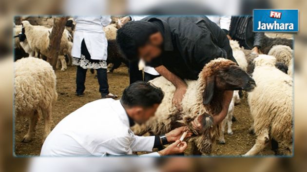 تشخيص 40 بؤرة مرضية من طاعون المجترات الصغرى