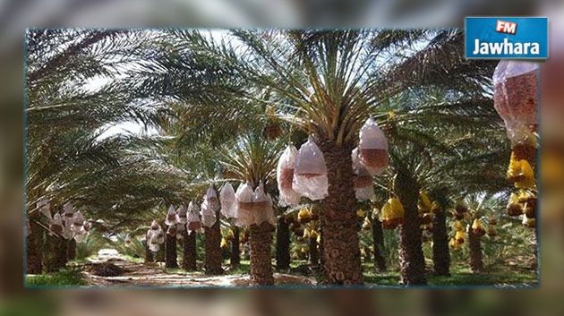 تحركات احتجاجية وإضراب عام في جمنة.. والأهالي يسحبون أموالهم من البنوك