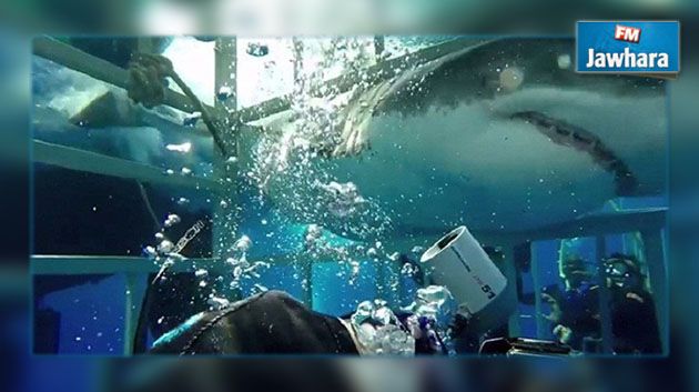 بالفيديو : قرش أبيض يهاجم غواصا في قفصه