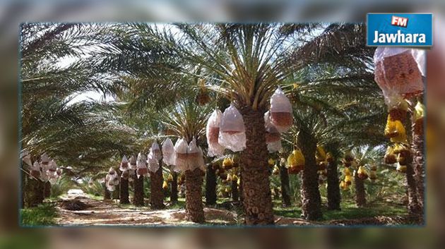 حركة الشعب بقبلي تدعو الحكومة إلى فتح حوار جدي مع جمعية