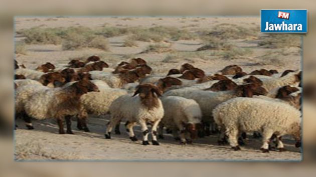 الاطاحة بعصابة مختصة في سرقة الاغنام