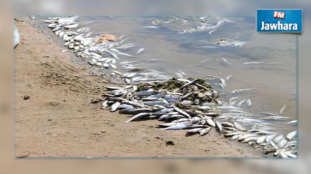 نفوق أسماك في بحيرتين بولاية باجة