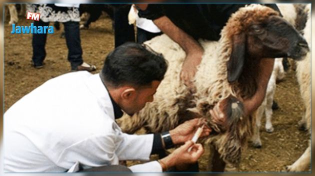 بعد نفوق عدد منها : منع نقل الأغنام من و إلى جرجيس