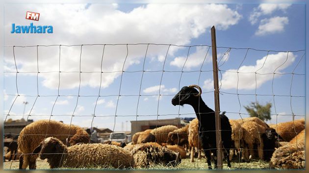 حجز 520 رأس غنم وماعز اجتازت لوحدها المناطق العازلة على الحدود التونسية الليبية