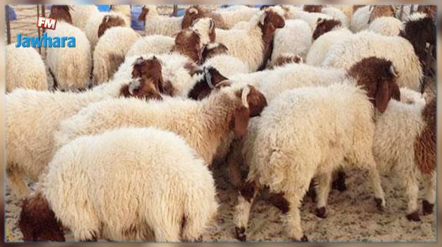 تطاوين : حجز 580 رأس غنم مهرب