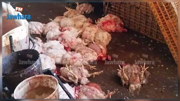 نابل : حجز نصف طن من الدجاح بمسلخ عشوائي