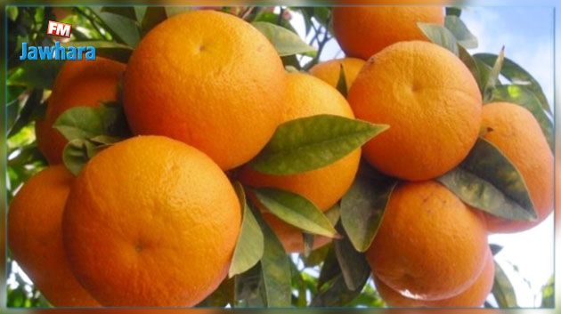جملة من الاجراءات لإنقاذ موسم القوارص