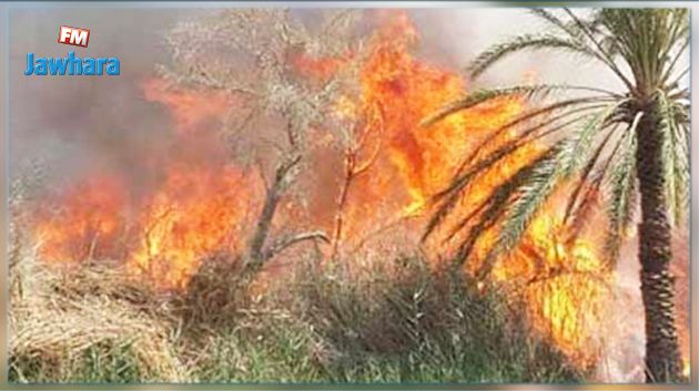 حريق بالواحة القديمة بحامة الجريد يأتي على 100 نخلة