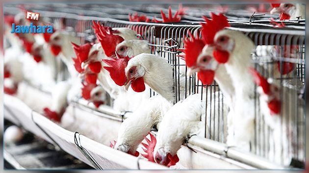 للوقاية من انفلونزا الطيور : برنامج خاص بمراقبة الدواجن