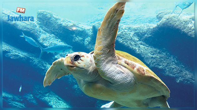 اطلاق سلحفاة نادرة في عرض البحر بعد انقاذها من شباك أحد الصيادين