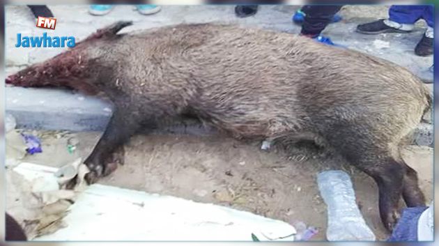 المهدية : خنازير في الغضابنة من معتمدية قصور الساف