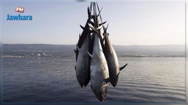 تأجيل جلسة إسناد رخص صيد التن الأحمر والبحارة يحتجّون