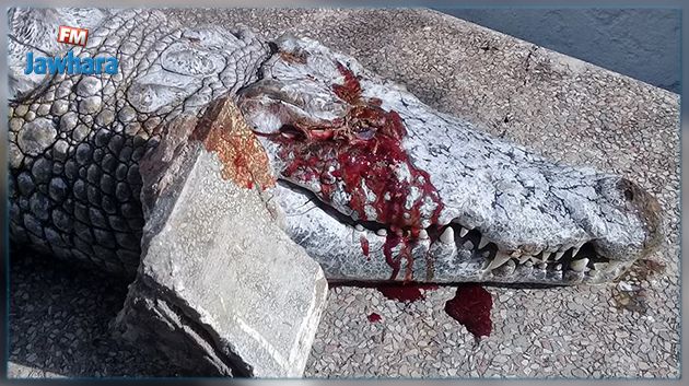 البلفدير : زوار يرشقون تمساحا بالحجارة حد الموت