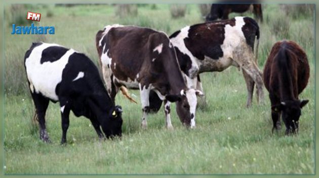 حجز 38 بقرة مهرّبة من الجزائر