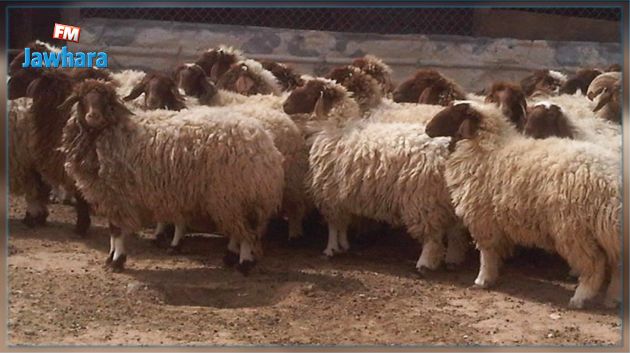 لحمايتها من السرقة : النهضة تقترح زرع شرائح ذكية في الحيوانات