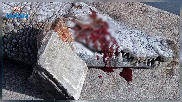 مدير حديقة البلفدير : التمساح مات بسبب رشقه بالحجارة وليس نتيجة الاهمال