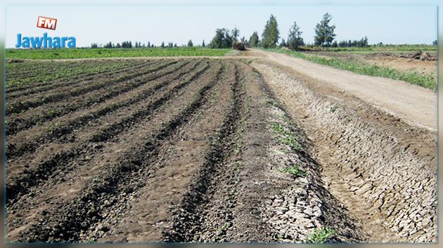 الكاف : تضرر نصف المساحات الزراعية