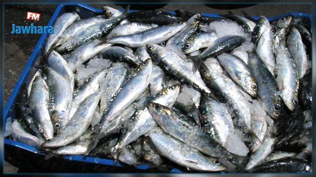 ظهور نوع جديد من سمك السردين في سواحل بنزرت