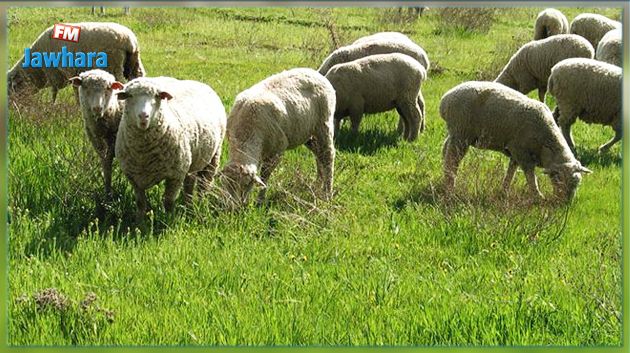 إثر ظهور الحمى القلاعية بالجزائر: وزارة الفلاحة تحذر