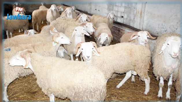 نابل : تفكيك عصابة مختصة في سرقة المواشي