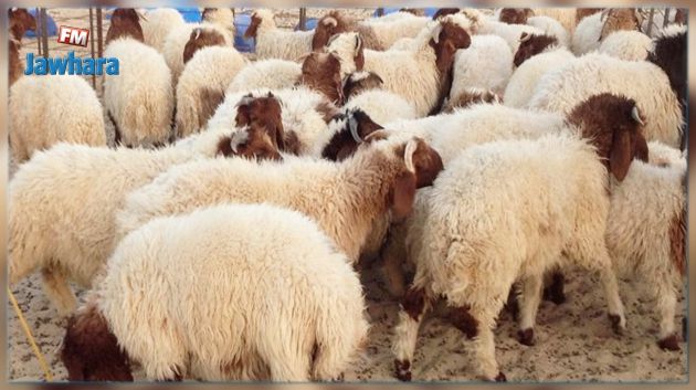 الاطاحة بشبكة سرقة اغنام في بن عروس