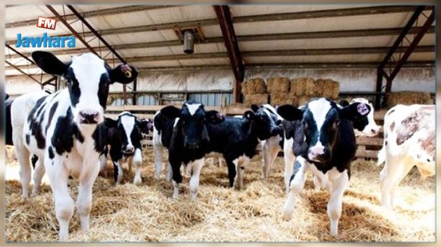 اكتشاف بؤرة لمرض الحمى القلاعية في ولاية بنزرت