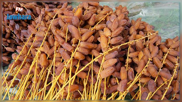 ارتفاع قيمة صادرات التمور بحوالي 31.5%