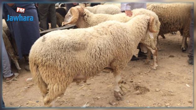 الإطاحة بعصابة مختصة في سرقة المواشي