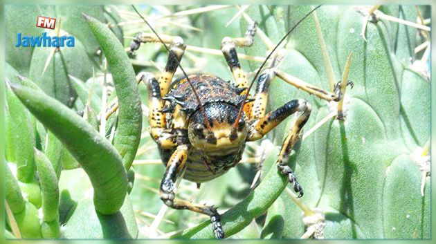 مسؤول أممي يحذّر تونس والجزائر من حشرة 